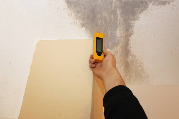 Best Environmental Consulting for Mold Prevention  in Kenai, AK