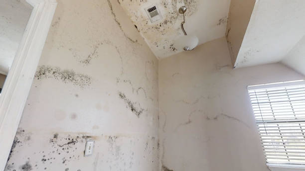 Best HVAC Mold Inspection and Cleaning  in Kenai, AK
