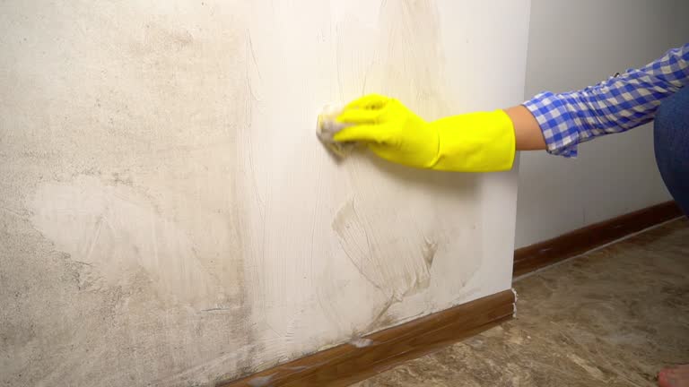 Best Crawl Space Mold Remediation  in Kenai, AK