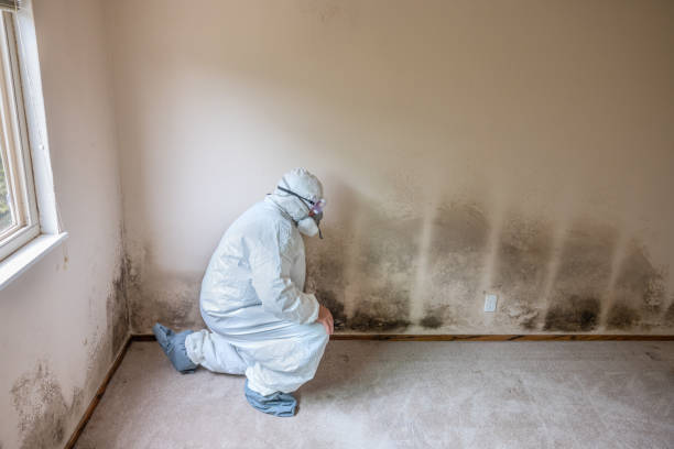 Best Crawl Space Mold Remediation  in Kenai, AK