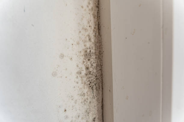 Best Asbestos and Lead Testing During Mold Inspection  in Kenai, AK
